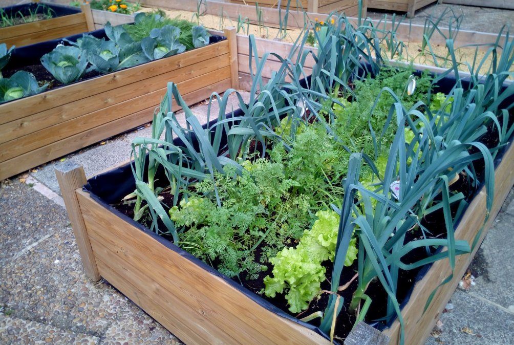 Pasos para hacer una huerta en casa.