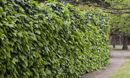 La solución ideal para mantener el jardín frondoso y protegido del frío durante el otoño. La solución ideal para mantener el jardín frondoso y protegido del frío durante el otoño.