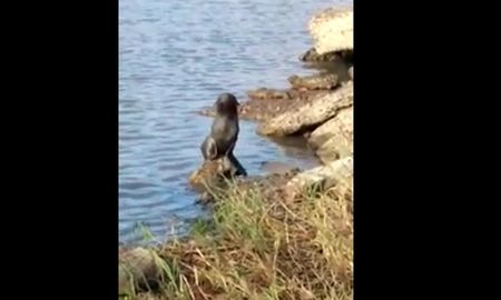 video: aparecio un lobo marino en gualeguaychu