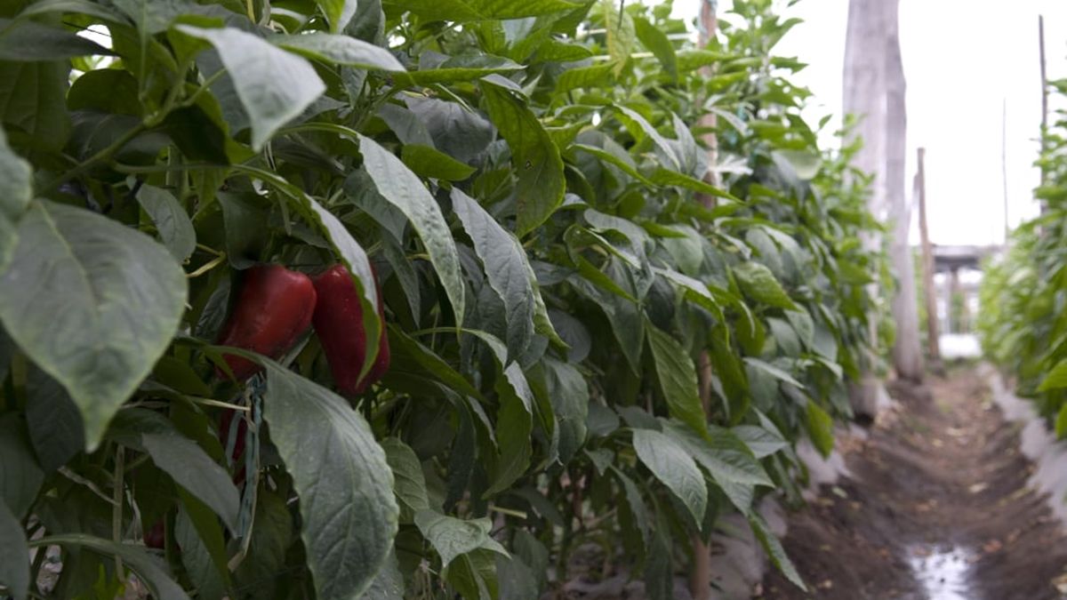 La iniciativa beneficia a 76 familias dedicadas a la producción hortícola