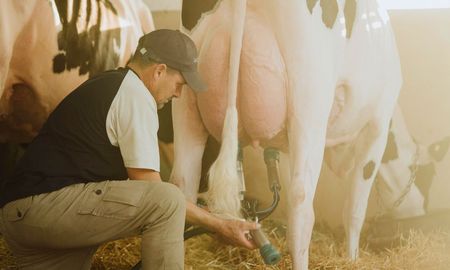 comenzo en rafaela la edicion 104 del mitico concurso de vacas lecheras comenzo en rafaela la edicion 104 del mitico concurso de vacas lecheras