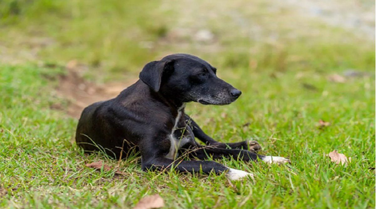 Video viral muestra como un perro araña es capaz de trepar paredes.