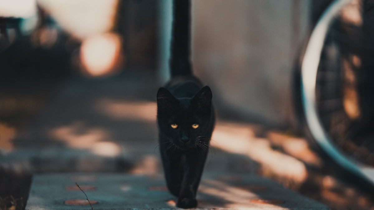 Los gatos, junto con los perros son uno de los animales m&aacute;s queridos por el ser humano.