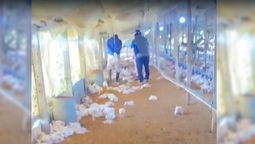 altText(Habló el dueño del criadero donde perros mataron 3.000 pollos: 