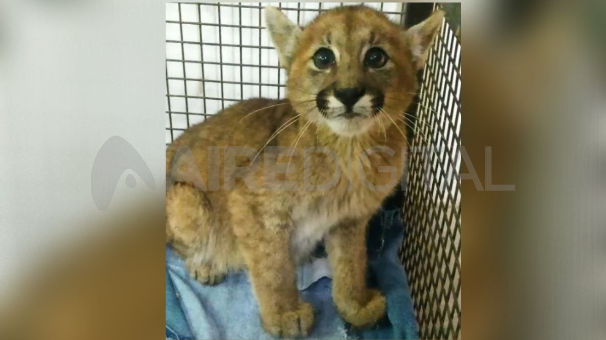 Un cachorro de puma fue encontrado en una alcantarilla