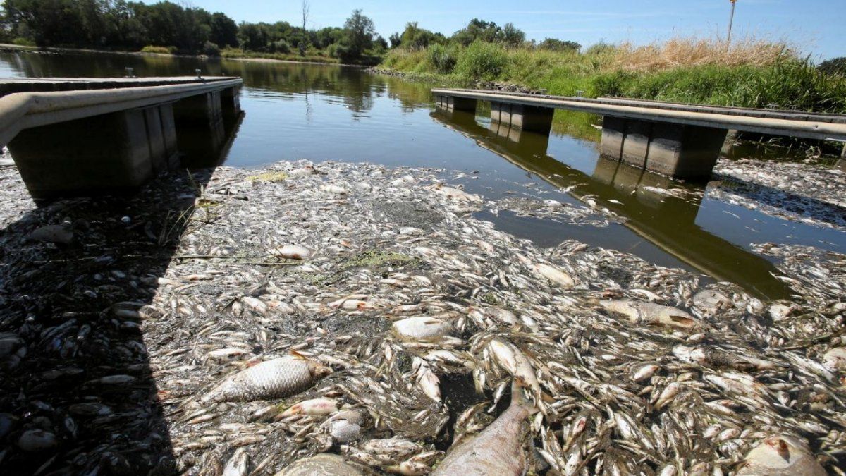 Cien toneladas de peces fueron encontrados muertos por contaminación en la frontera de Alemania y Polonia