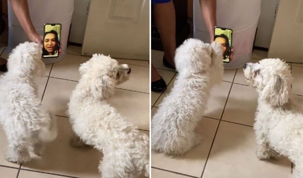 Adorables por donde se los mire