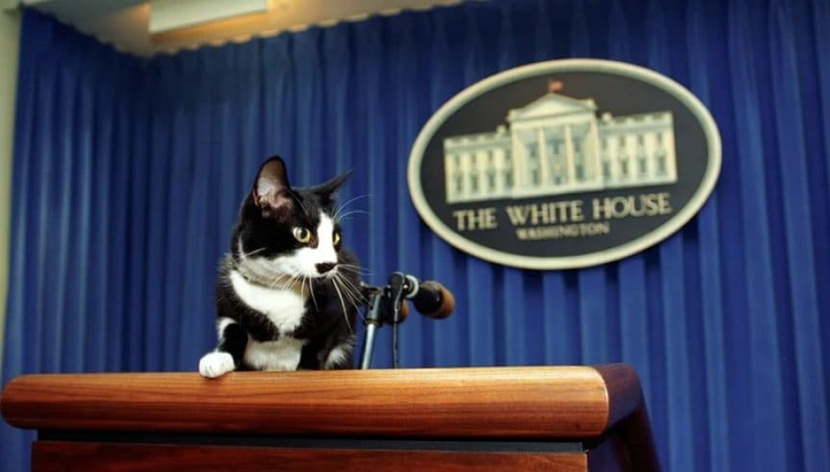 Socks,&nbsp;la mascota del ex presidente norteamericano&nbsp;Bill Clinton.&nbsp;