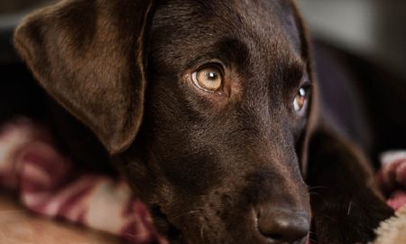 viral: una perrita espero 7 anos en un refugio ser adoptada y este fue el final viral: una perrita espero 7 anos en un refugio ser adoptada y este fue el final