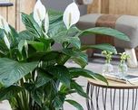 Las flores blancas del lirio de la paz son asociadas con pureza, equilibrio y renovación. Las flores blancas del lirio de la paz son asociadas con pureza, equilibrio y renovación.