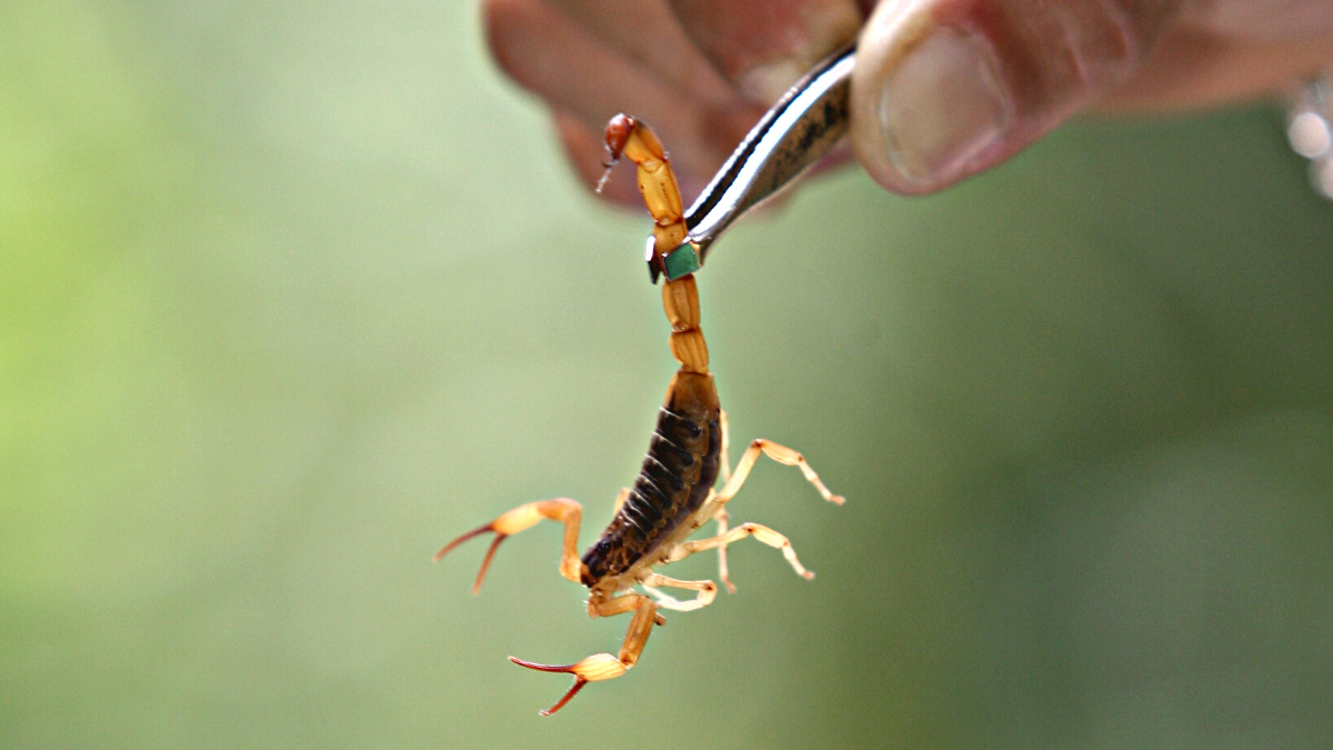 Los alacranes suelen aparecer con mayor frecuencia durante los meses de calor y en noches de altas temperaturas.