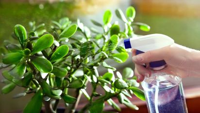 Cómo activar el árbol de jade para que florezca y atraiga la prosperidad a tu hogar