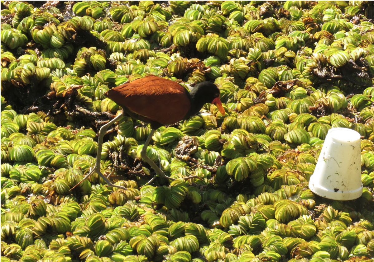 En las lagunas y los ríos los plásticos son una amenaza para las especies que habitan los humedales. En las lagunas y los ríos los plásticos son una amenaza para las especies que habitan los humedales.