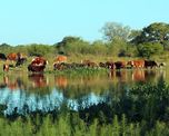 el nino todavia no obliga a evacuar la hacienda de las islas de santa fe, pero los productores ya se preparan para una creciente el nino todavia no obliga a evacuar la hacienda de las islas de santa fe, pero los productores ya se preparan para una creciente