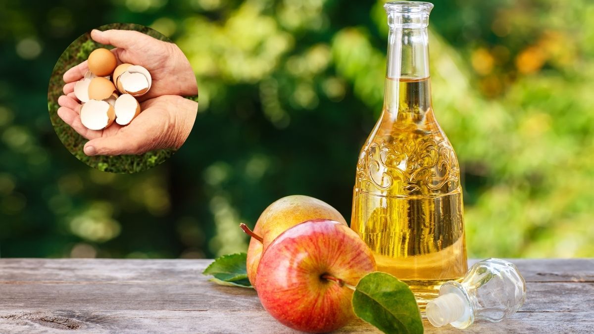 Con la cáscara de huevo y vinagre se puede preparar un fertilizante que mejora el suelo y fortalece las plantas.