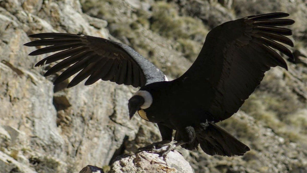 Avistaje de un cóndor andino durante el IV censo simultáneo en la red de áreas naturales protegidas de la provincia de Mendoza, en agosto de 2021.