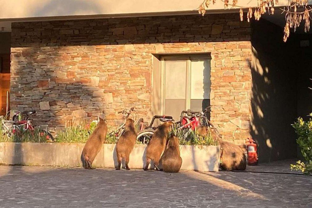 Vecinos de Nordelta aseguran que no piden erradicar a los carpinchos.