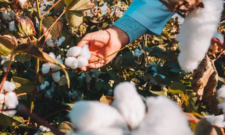 Los beneficiarios son productores asociados de Ucal (Unión de Cooperativas Agrícolas Algodoneras) en Chaco. Los beneficiarios son productores asociados de Ucal (Unión de Cooperativas Agrícolas Algodoneras) en Chaco.