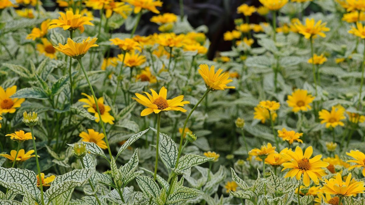 Flores resistentes que soportan el sol directo y llenan el jardín de color durante todo el verano.