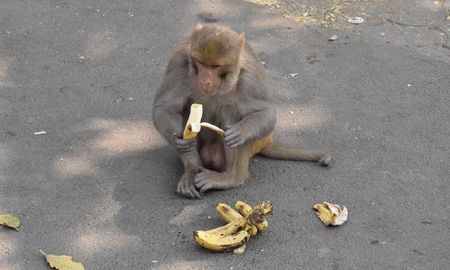 foto: la imagen de los monos en perfecto en distanciamiento social que se volvio viral foto: la imagen de los monos en perfecto en distanciamiento social que se volvio viral