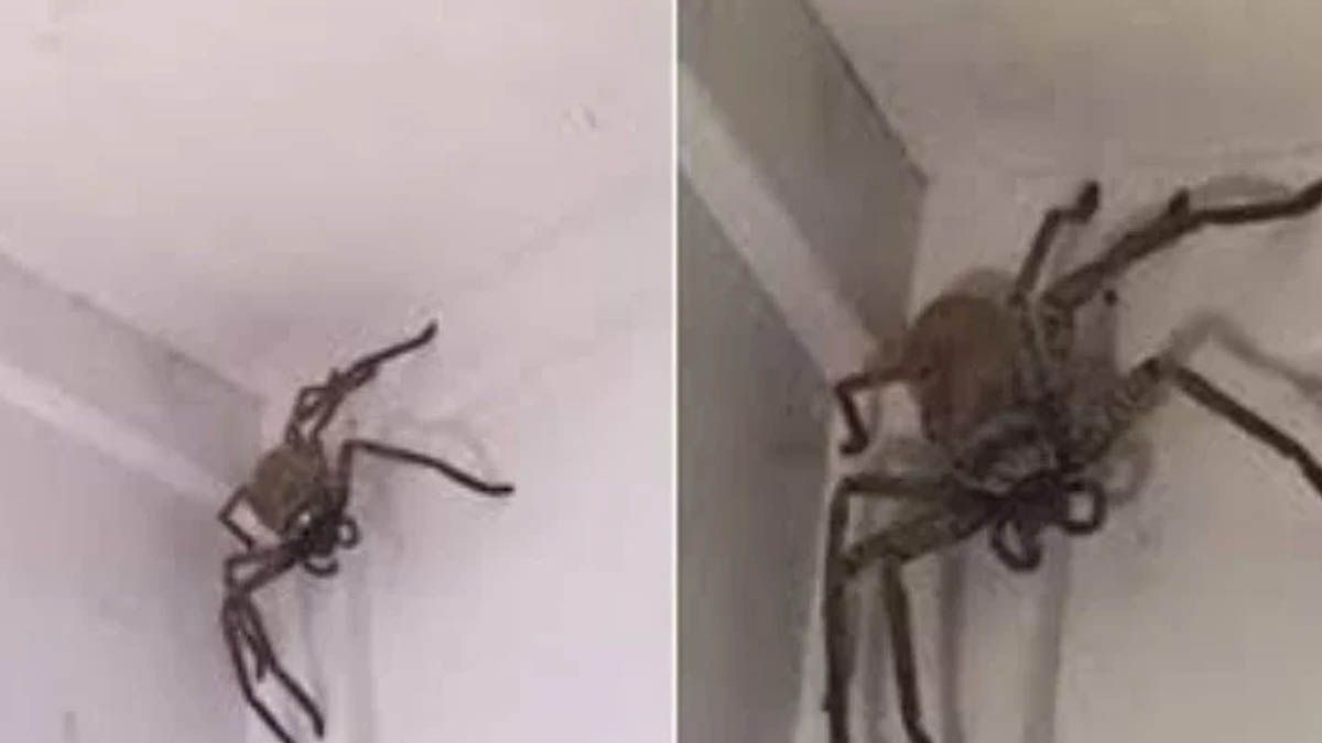 Una ara&ntilde;a gigante aterroriz&oacute; a una familia en Estados Unidos
