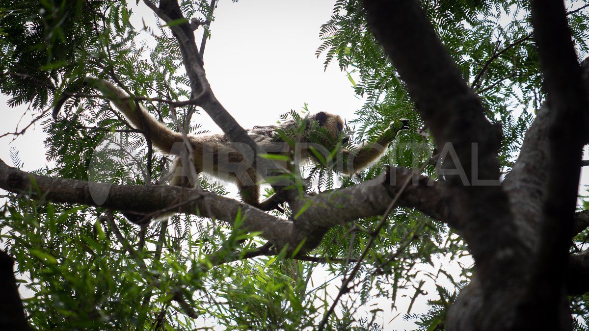 Hay monos carayá en las copas de los árboles que están en la costa de la laguna