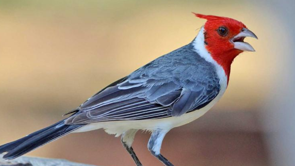 Cuál es el significado espiritual del cardenal