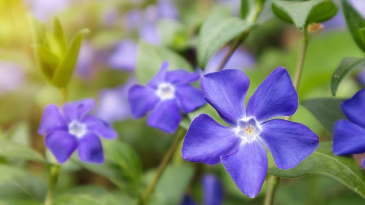 La vinca es una de las plantas más resistentes al calor. La vinca es una de las plantas más resistentes al calor.