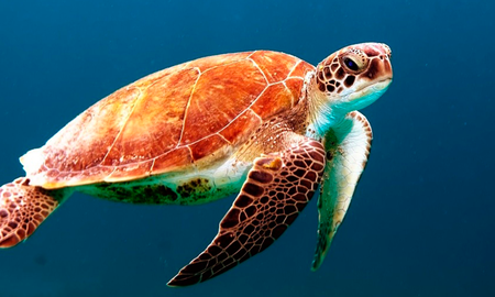 Este sábado 5 de junio Disney+ propone contenidos de National Geographic muy especiales para celebrar el Día mundial del medio ambiente. Este sábado 5 de junio Disney+ propone contenidos de National Geographic muy especiales para celebrar el Día mundial del medio ambiente.