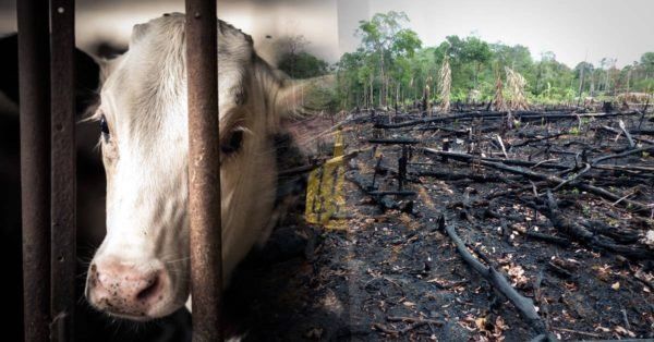 Por qué reducir tu consumo de carne es una de las mejores cosas que podés hacer para salvar a la Amazonia