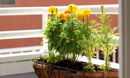 Las flores ideales para maceta que resisten el calor y mantienen su color durante todo el verano. Las flores ideales para maceta que resisten el calor y mantienen su color durante todo el verano.