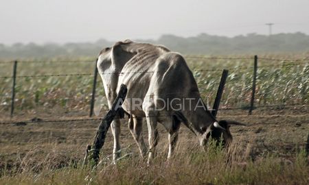 La sequía provocó el fracaso total de la cosecha en muchos casos, y en otros hizo malvender animales debido a la escasez de alimento. La sequía provocó el fracaso total de la cosecha en muchos casos, y en otros hizo malvender animales debido a la escasez de alimento.