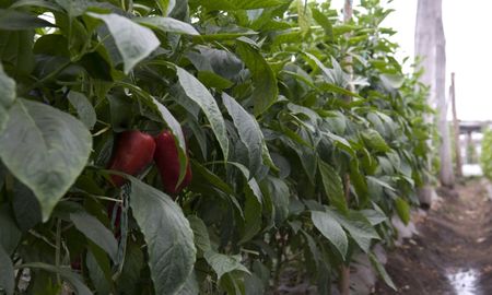 La iniciativa beneficia a 76 familias dedicadas a la producción hortícola, de camélidos y cultivos andinos. La iniciativa beneficia a 76 familias dedicadas a la producción hortícola, de camélidos y cultivos andinos.