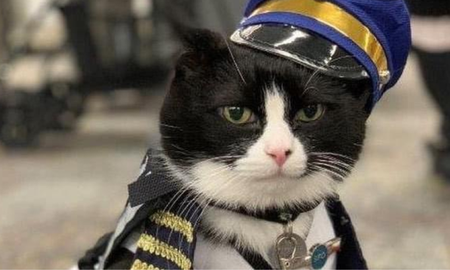 de vivir en las calles a ayudar a los pasajeros en los vuelos, esta es la historia de duke el primer gato de terapia aereo de vivir en las calles a ayudar a los pasajeros en los vuelos, esta es la historia de duke el primer gato de terapia aereo