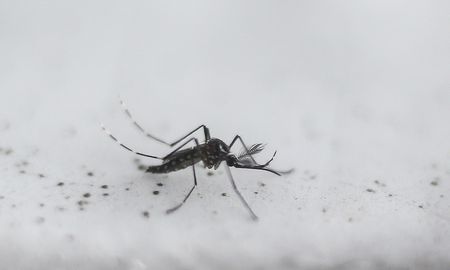 cambio climatico y basura tirada, el combo perfecto para el dengue cambio climatico y basura tirada, el combo perfecto para el dengue