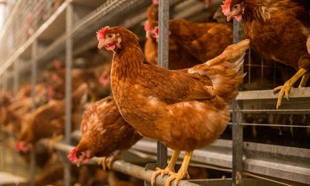 ¡insolito! gallina pilotea un avion y se tira en paracaidas ¡insolito! gallina pilotea un avion y se tira en paracaidas