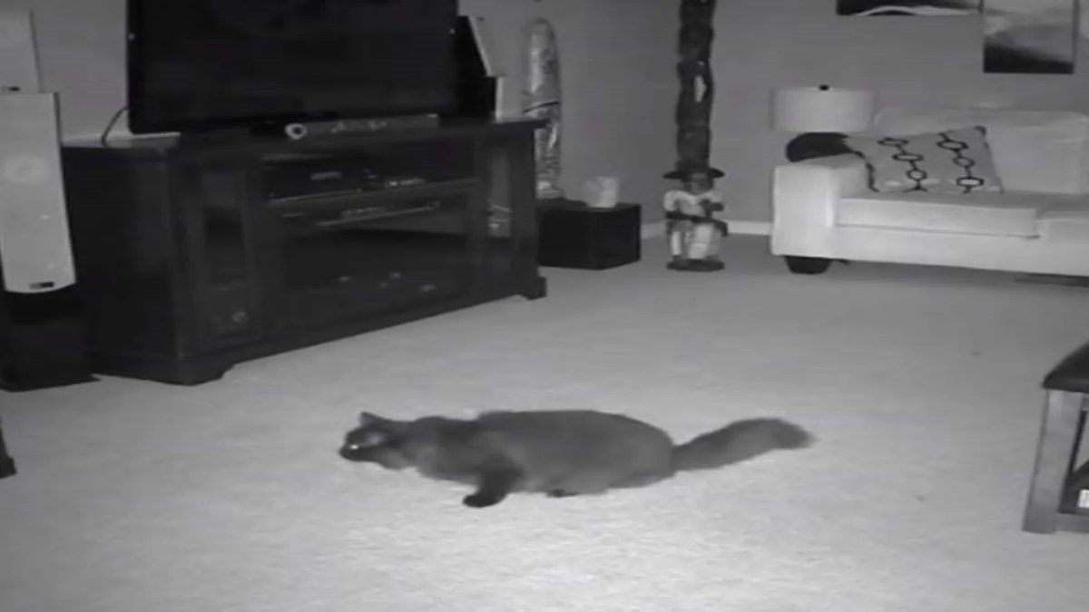 Video aterrador: fantasma abandona una muñeca para atacar al gato de la familia
