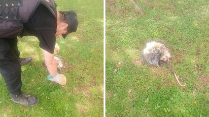 Rescatan una comadreja herida en un country de Santo Tomé