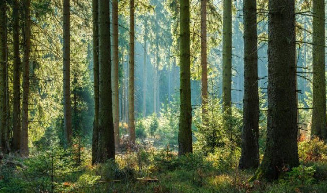 La verdadera importancia de los bosques para la vida en la Tierra