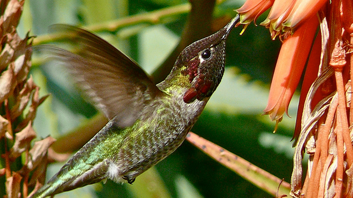 Los colibrís son nectarívoros por excelencia.