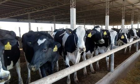 Los créditos están destinados al sector lechero, porcino, piscícola nativa, avícola, plan Ganadero, turístico afectado, apícola, frutihortícola,sector productivo algodonero y ovino; y sector productivo industrial. Los créditos están destinados al sector lechero, porcino, piscícola nativa, avícola, plan Ganadero, turístico afectado, apícola, frutihortícola,sector productivo algodonero y ovino; y sector productivo industrial.