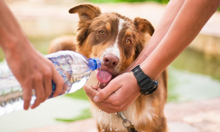 Desde el Colegio de Veterinarios de la Provincia de Buenos Aires recomiendan proporcionarles lugares ventilados y con sombra, brindarles agua fresca y no dejarlos encerrados a las mascotas. Desde el Colegio de Veterinarios de la Provincia de Buenos Aires recomiendan proporcionarles lugares ventilados y con sombra, brindarles agua fresca y no dejarlos encerrados a las mascotas.