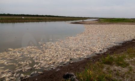 Autoridades provinciales descartaron que se trate de una contaminación y afirmaron que las causas de la mortandad de peces es por la bajante del río y las altas temperaturas.&nbsp;