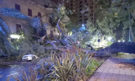 Cerce de media noche dos árboles cayeron producto de la tormenta sobre la mano sur de bulevar Gálvez cortando la calzada y ocasionando destrozos.