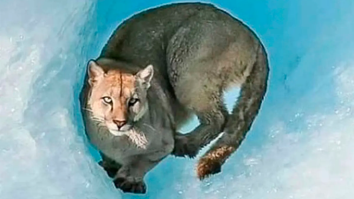 El puma (Puma concolor) es uno de los felinos más grandes del país y cuenta con una amplia distribución geográfica