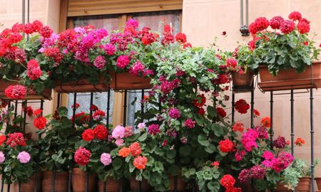 La planta en maceta que debés sembrar en diciembre para tener flores en el balcón. La planta en maceta que debés sembrar en diciembre para tener flores en el balcón.