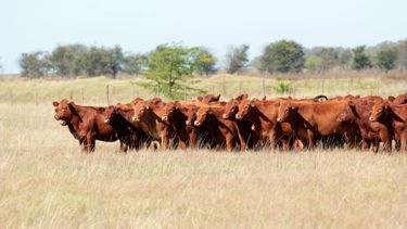 La faena bovina cae a su nivel más bajo en diez años y terminaría el año por debajo del 2025 La faena bovina cae a su nivel más bajo en diez años y terminaría el año por debajo del 2025