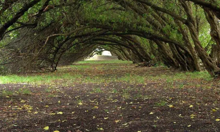 escapada a un maravilloso bosque oculto en buenos aires, conocido por sus poderes misticos escapada a un maravilloso bosque oculto en buenos aires, conocido por sus poderes misticos