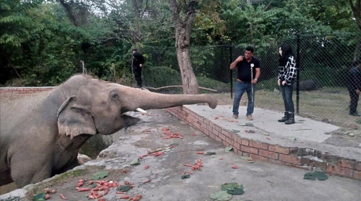 Elefante mata a un trabajador en un zoológico de España