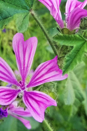 Malva, el aliado herbal para combatir el frío. Malva, el aliado herbal para combatir el frío.